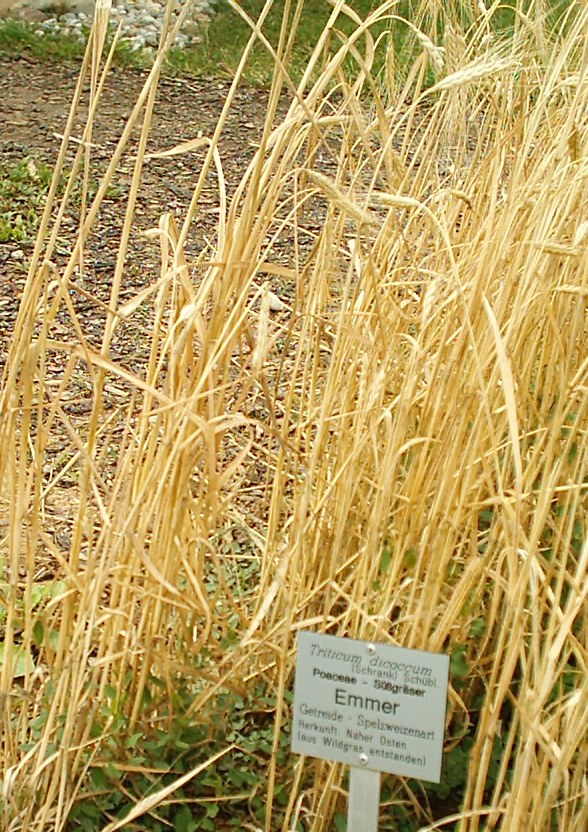 Triticum dicoccum